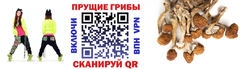 купить наркоту  Армавир  Галлюциногенные грибы GOLDEN TEACHER 